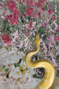 写真NFT画像・富饒【Abundance】