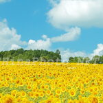 NFT photographer-ひなた