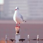 JapanNFTgalleryサイト運営者SUZUのブログ