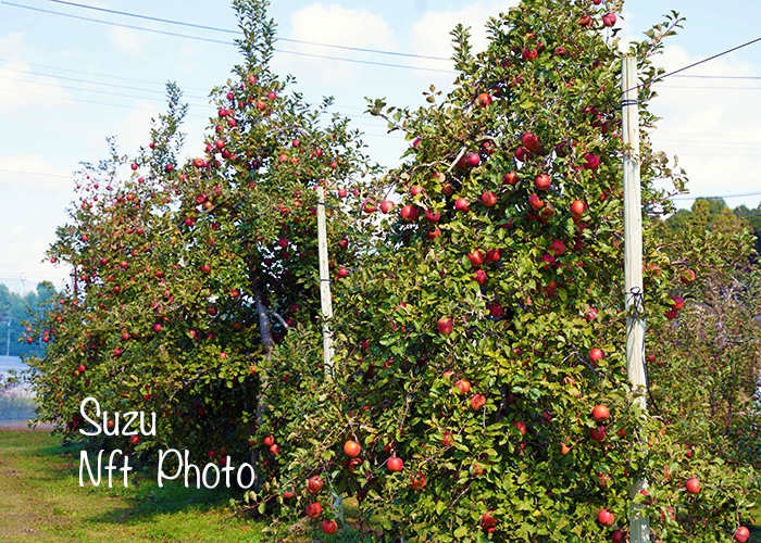 宇都宮の竹林・若竹農場からりんご狩りへの写真旅行記【2】