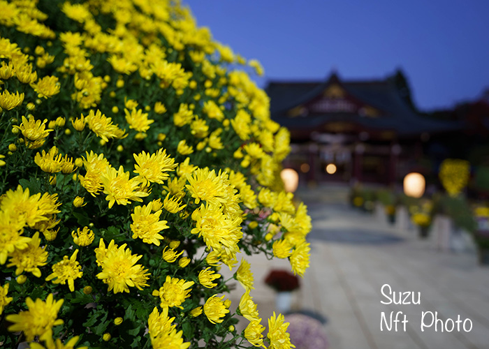 笠間の菊まつり・秋の写真撮影に行ってきた旅行記ブログ