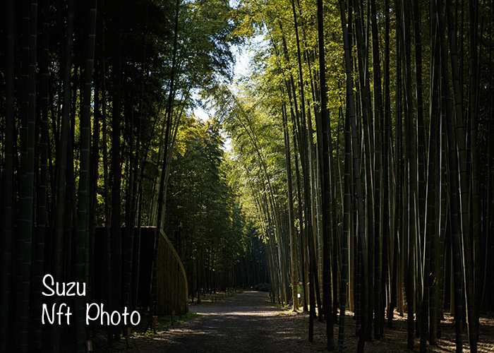 宇都宮の竹林・若竹農場からりんご狩りへの写真旅行記