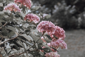 写真NFT画像・薫風