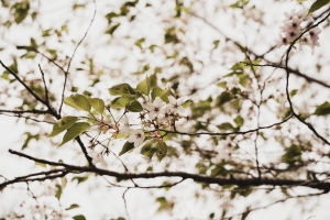 写真NFT画像・春の那須
