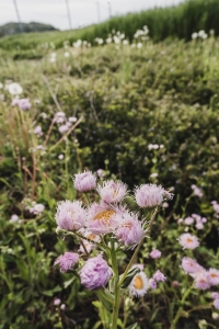 写真NFT画像・春の那須