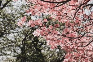 写真NFT画像・春の那須