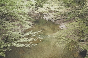 写真NFT画像・春の那須