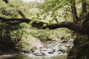 写真NFT画像・春の那須